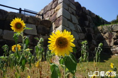 �֌�������̂Ђ܂��