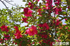 ���s���̎R����