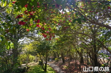 �R���Ԃ̏��a