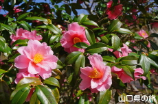 �R���Ԃ̏��a