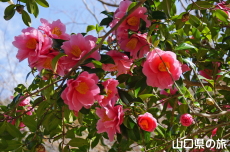 ���s���̎R����