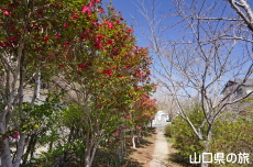 ���s���̎R����