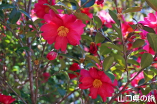 ���s���̎R����