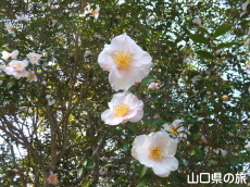 ���s���̎R����