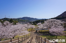 ���R��a�Ղ̍�