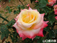 ���֎s���|�Z���^�[�̃o����