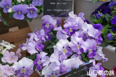 ���F�̃p���W�[�t�F�X�e�B�o��2019