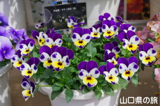 ���F�̃p���W�[�t�F�X�e�B�o��2019