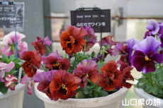 ���F�̃p���W�[�t�F�X�e�B�o��2019
