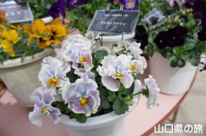 ���F�̃p���W�[�t�F�X�e�B�o��2019