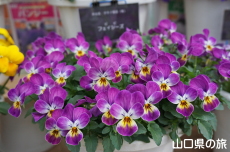 ���F�̃p���W�[�t�F�X�e�B�o��2019