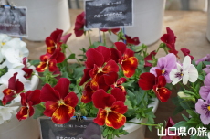 ���F�̃p���W�[�t�F�X�e�B�o��2019