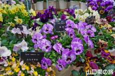 虹色のパンジーフェスティバル2019