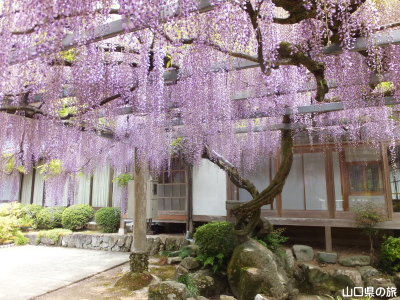 明教寺の藤棚