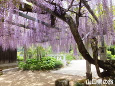 明教寺の藤棚