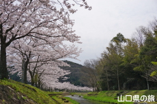 稲川遊歩道の桜