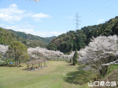 川上ダム公園の桜