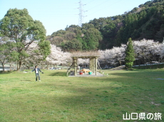 川上ダム公園の桜