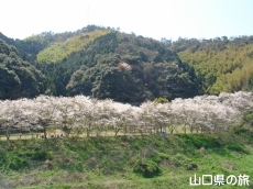川上ダム公園の桜
