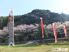 川上ダム公園の鯉のぼり