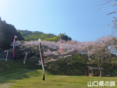 川上ダム公園の鯉のぼり