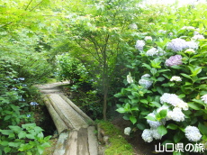 あじさい桃源郷 峯さん牧場