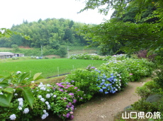 あじさい桃源郷 峯さん牧場