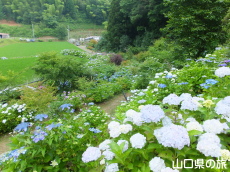 あじさい桃源郷 峯さん牧場