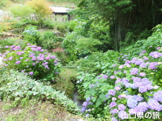 あじさい桃源郷 峯さん牧場
