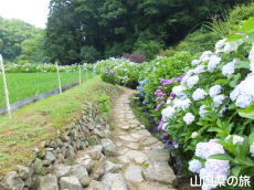 あじさい桃源郷 峯さん牧場