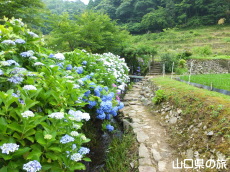 あじさい桃源郷 峯さん牧場