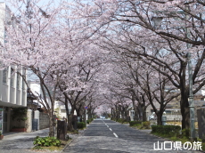 緑と文化のプロムナードの桜並木