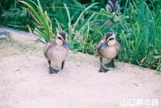�J���K���̃q�i�̎U��