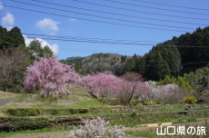 向道湖の枝垂桜