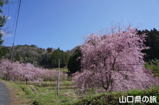 向道湖の枝垂桜
