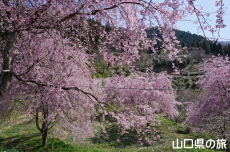 向道湖の枝垂桜