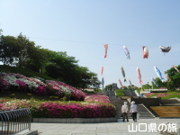 永源山公園のつつじ
