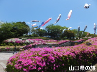 永源山公園のつつじ