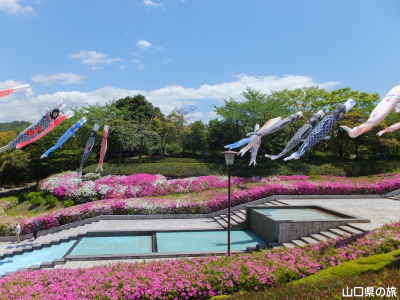 永源山公園のつつじ
