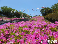永源山公園のつつじ