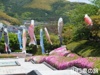 永源山公園のつつじ