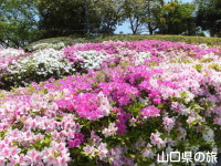 永源山公園のつつじ