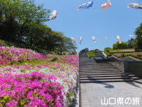 永源山公園のつつじと鯉のぼり