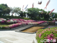 永源山公園のつつじ