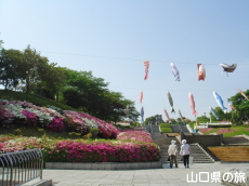 永源山公園のつつじ