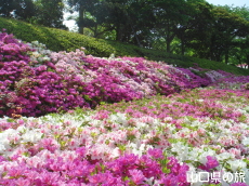 永源山公園のつつじ