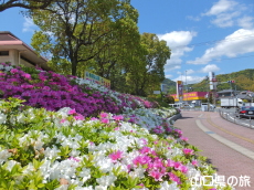 永源山公園のつつじ