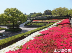 永源山公園のつつじ