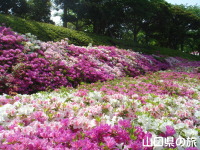 永源山公園のつつじ
