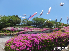 永源山公園のつつじ